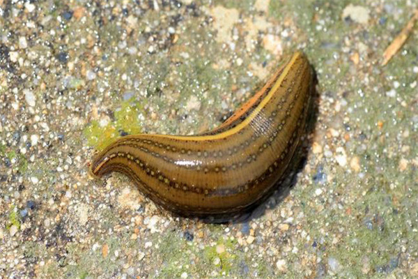 水蛭的形態(tài)特點(diǎn)