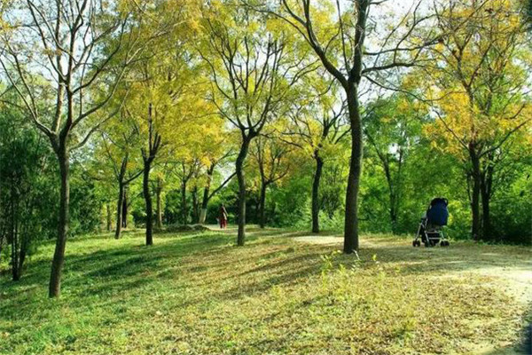 防護(hù)林的結(jié)構(gòu)、高度要求