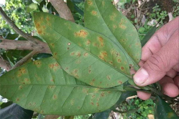 柑橘黃斑病有兩種癥狀