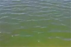 浮游生物與水色有何關(guān)系，哪種水色養(yǎng)魚效果好