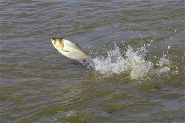 鹽度對(duì)養(yǎng)殖魚(yú)類(lèi)的影響有哪些