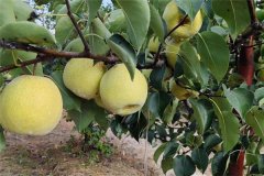 我國沙梨的肥水管理措施有哪些?