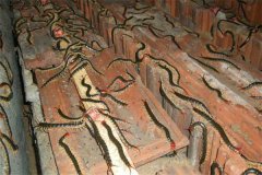 要給蜈蚣喂些什么飼料？如何給蜈蚣投放食物