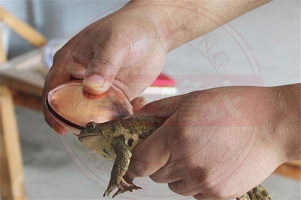 采集蟾酥的主要工具、采集方法與注意事項(xiàng)