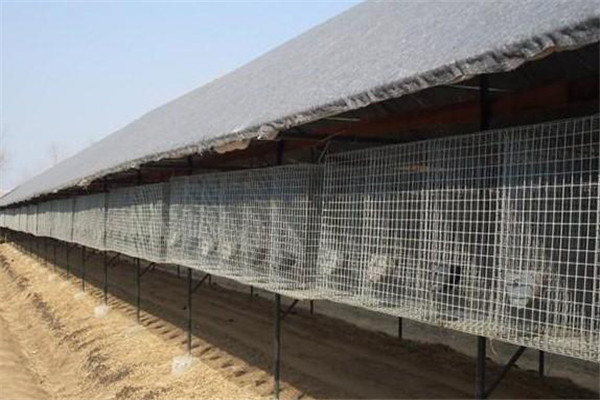 養(yǎng)殖狐貍的棚舍建設要求有哪些