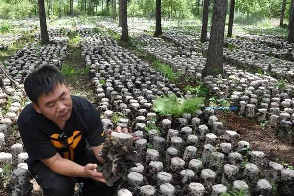 利用林地、田間套種草菇