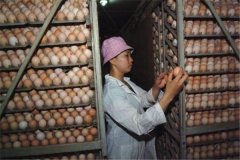 怎樣利用沼氣孵雞？孵化期間工作管理要點