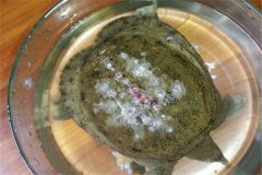 怎樣防治甲魚白斑病？