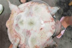 怎樣防治甲魚腐皮病，其癥狀表現(xiàn)如何？