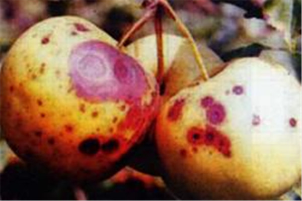 蘋(píng)果腐爛病的發(fā)生規(guī)律