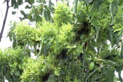 怎樣防治棗樹(shù)的棗瘋病 棗瘋病的病源是什么？