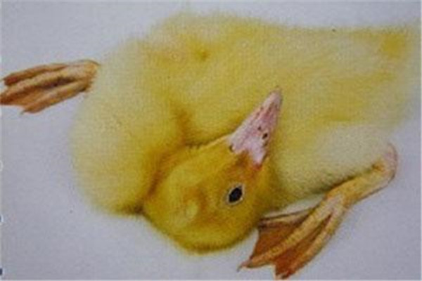 鴨敗血病的臨床癥狀、發(fā)病原因及防治措施