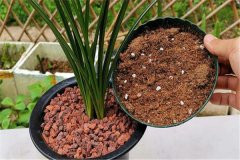 怎樣播種熱帶蘭花,熱帶蘭的種植方法