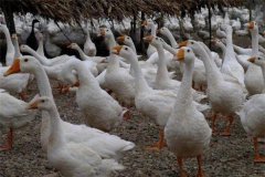 肉鵝夏季咋增膘，夏季圈養(yǎng)肉鵝如何增膘