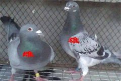 怎樣挑選優(yōu)良的鴿子 鴿子年齡、雌雄的鑒別方法