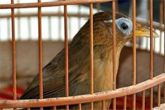 購買畫眉鳥需注意哪些？