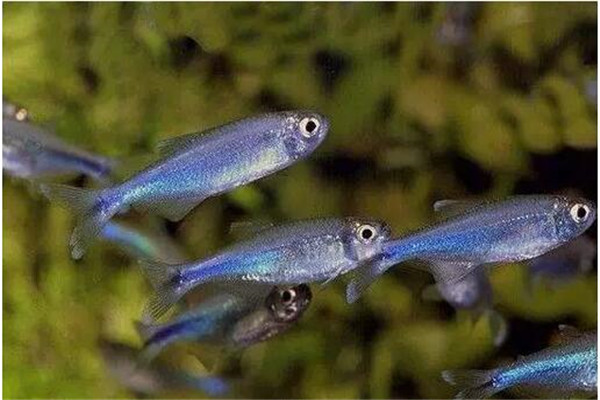 魚(yú)種小、體質(zhì)差