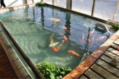 魚池養(yǎng)錦鯉要注意什么？