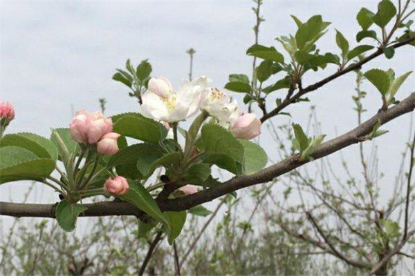 如何讓蘋果樹提早結(jié)果、提前結(jié)果