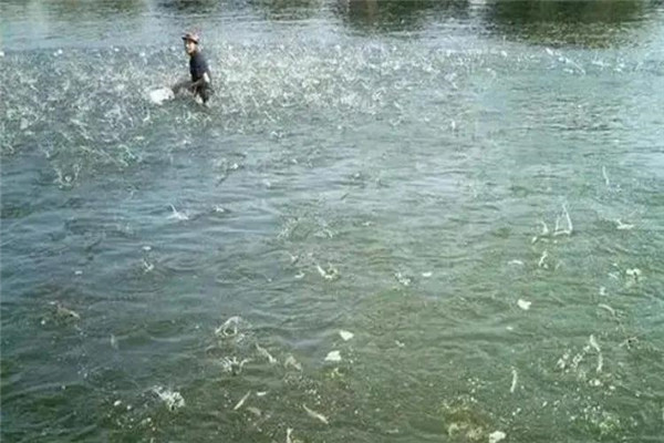 魚種浸洗消毒要注意哪些事項(xiàng)