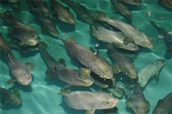 按魚(yú)類的生長(zhǎng)階段分類