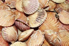 扇貝的種類(lèi)有幾種，各種扇貝生長(zhǎng)規(guī)律介紹