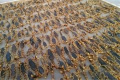 蝎子加工貯存方法，藥用全蝎的質量標準簡介