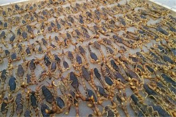 藥用全蝎的質(zhì)量標準