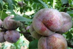 三華李產(chǎn)地是哪里，三華李怎樣栽培與管理