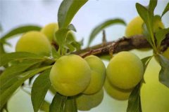 蜂糖李產(chǎn)地在哪里？適合在哪些地區(qū)種植？