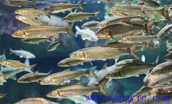 優(yōu)化放養(yǎng)模式，品種搭配結(jié)構(gòu)合理