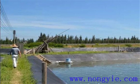 夏季池塘養(yǎng)魚(yú)要勤巡塘嚴(yán)防浮頭