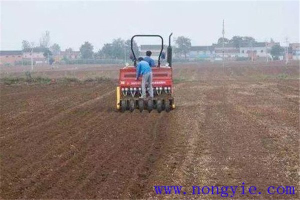 小麥播種過(guò)深如何處理