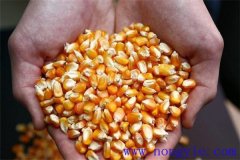 隔年的玉米種子還能發(fā)芽嗎？玉米畝用多少種子
