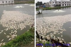 池塘魚中毒與泛塘有什么區(qū)別，如何辯別？