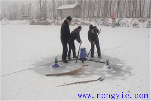 怎樣做好魚(yú)類越冬的管理工作
