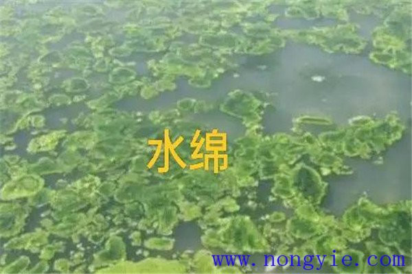 如何清除和控制水綿、水網(wǎng)藻和湖靛等敵害生物