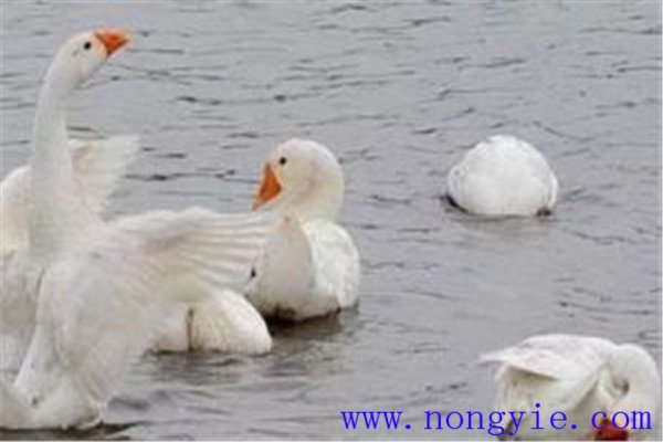 魚、鵝立體化養(yǎng)殖的優(yōu)點(diǎn)