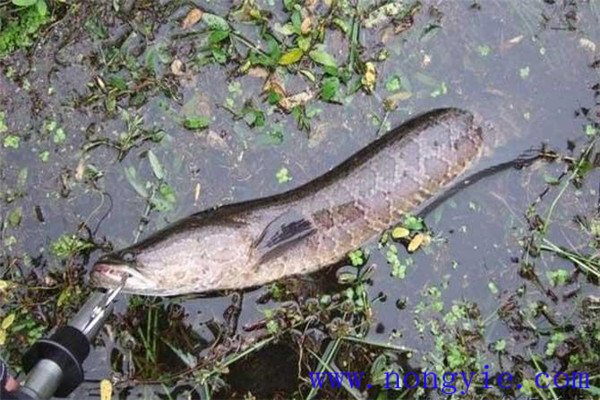 怎樣增加黑魚(yú)的餌料來(lái)源