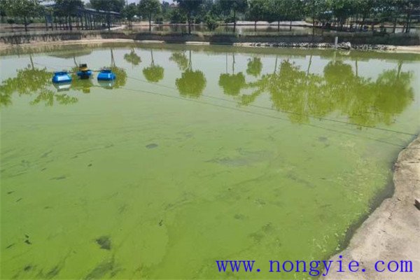 魚塘應用光合細菌菌液的注意事項