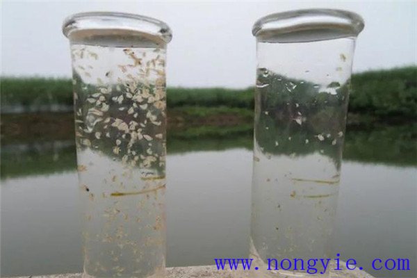 魚塘中應用光合細菌菌液的方法