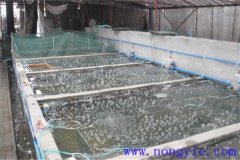 如何選擇魚苗、魚種池，又怎樣清整、施肥