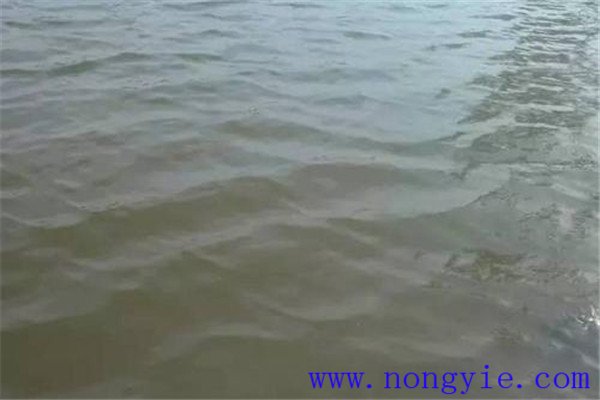 看水色、透明度