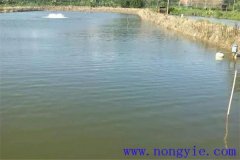 環(huán)境條件對(duì)魚(yú)類(lèi)病害有什么影響