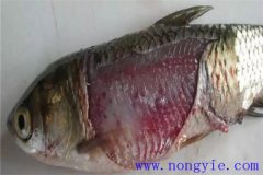 淡水魚細(xì)菌性爛鰓病如何治療，用什么藥防治？