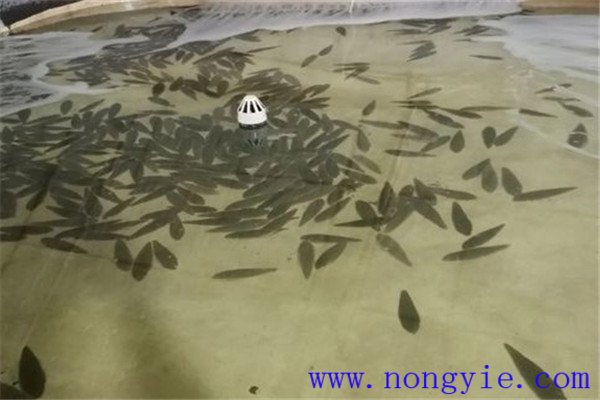 餓 ，即停喂飼料