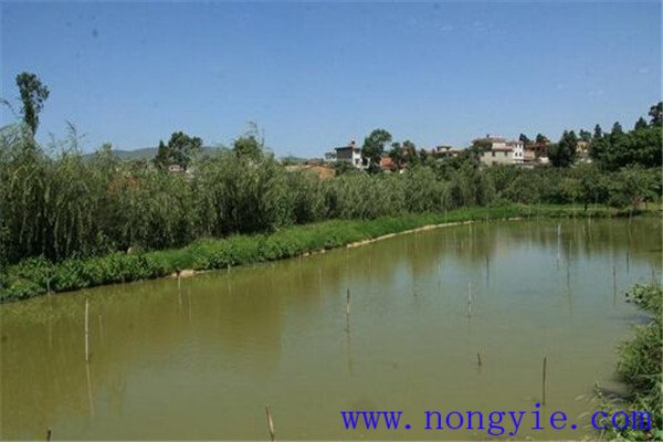 魚塘水色發(fā)紅或水黑什么原因，怎么處理