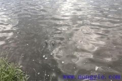 魚塘冬天怎么保暖 冬季魚塘如何保溫怎么防寒