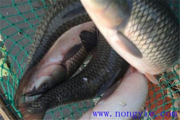 草魚(yú)、青魚(yú)親魚(yú)秋培技術(shù)與方法