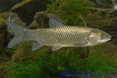 適于農(nóng)村養(yǎng)殖的魚類有哪些？